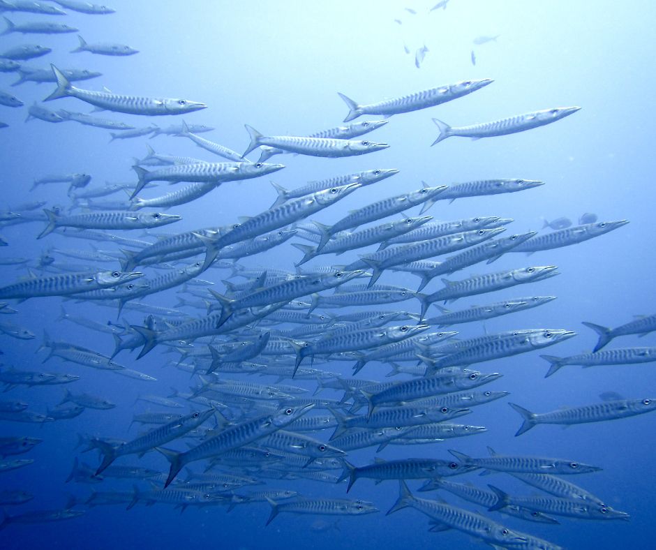 Barracuda - 10+1 Most Common Marine Life Encounters in the Greek Seas, blog image