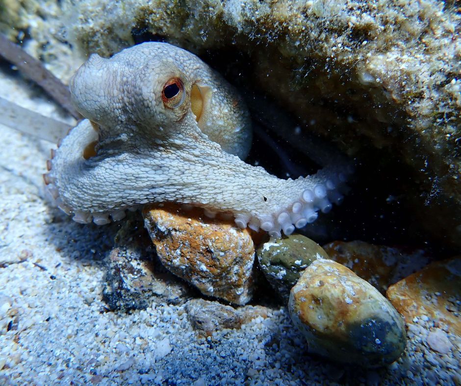 octopus scuba diving blog feature