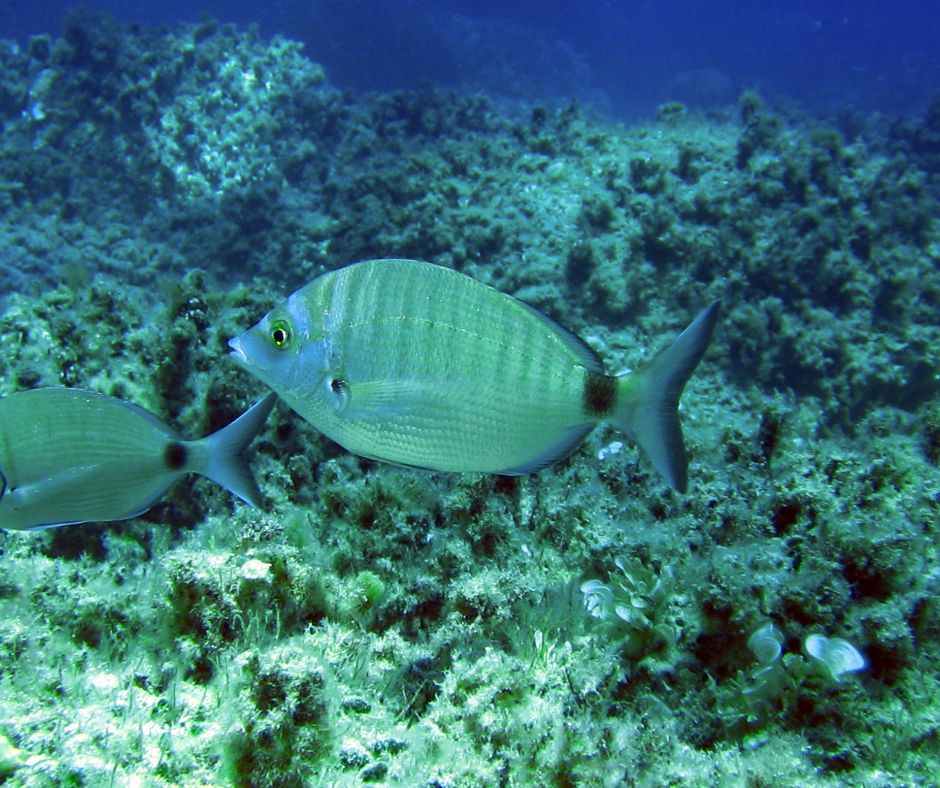 Sea Bream - 10+1 Most Common Marine Life Encounters in the Greek Seas - blog image