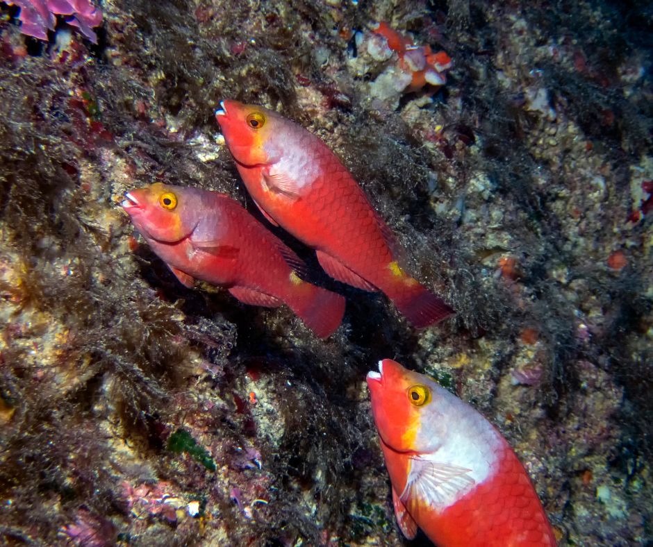 Parrotfish - 10+1 Most Common Marine Life Encounters in the Greek Seas - blog image