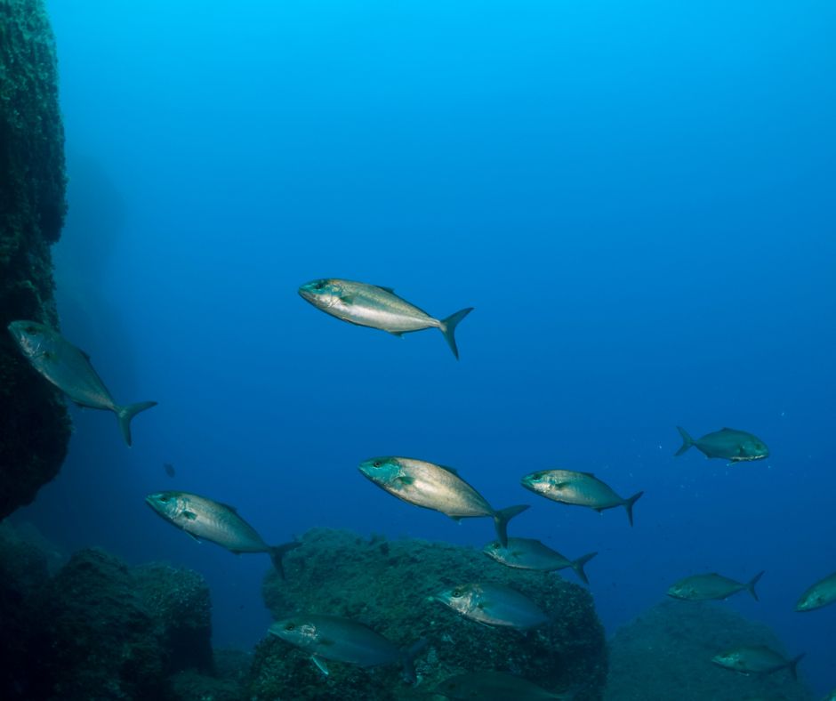 Amberjacks - 10+1 Most Common Marine Life Encounters in the Greek Seas - blog image