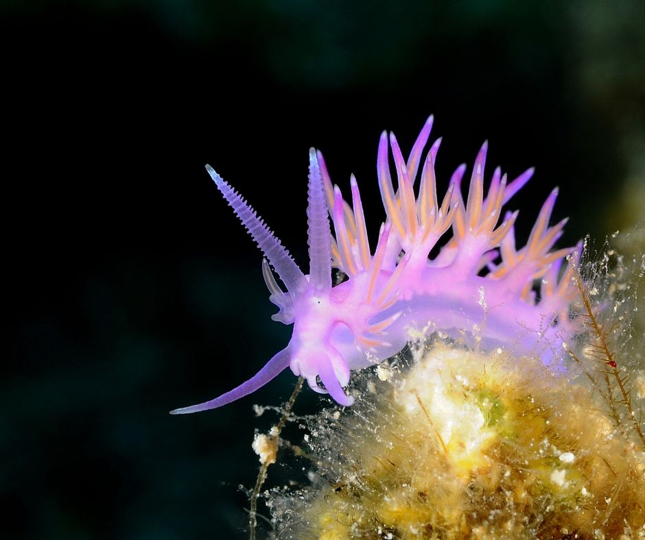 nudibranch - 10+1 Most Common Marine Life Encounters in the Greek Seas - blog image