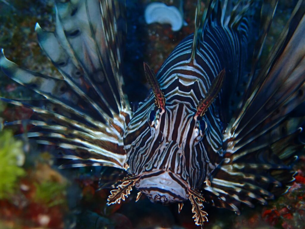 Lion Fish - 10+1 Most Common Marine Life Encounters in the Greek Seas - blog image