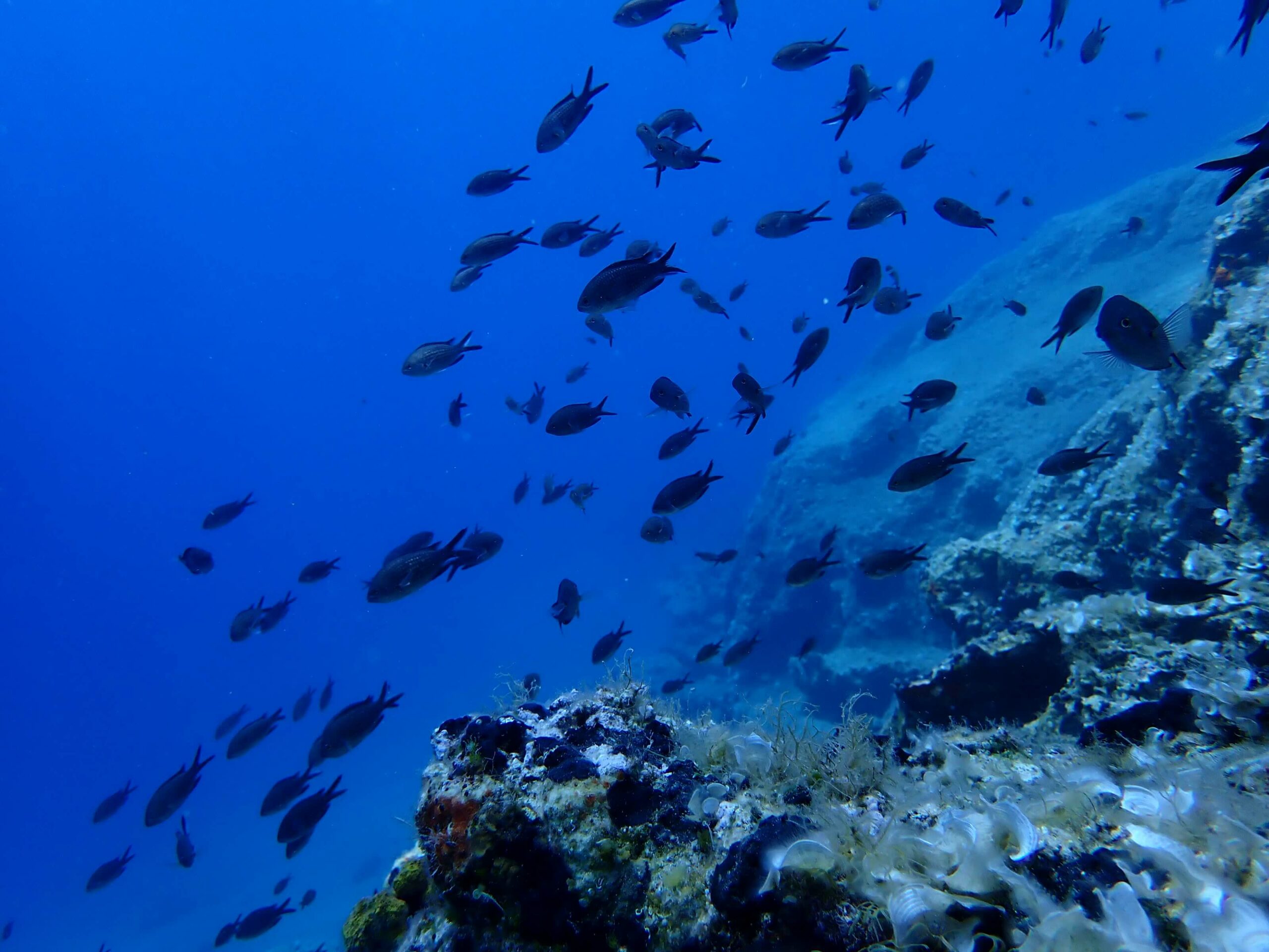 10+1 Most Common Marine Life Encounters in the Greek Seas blog article feature image