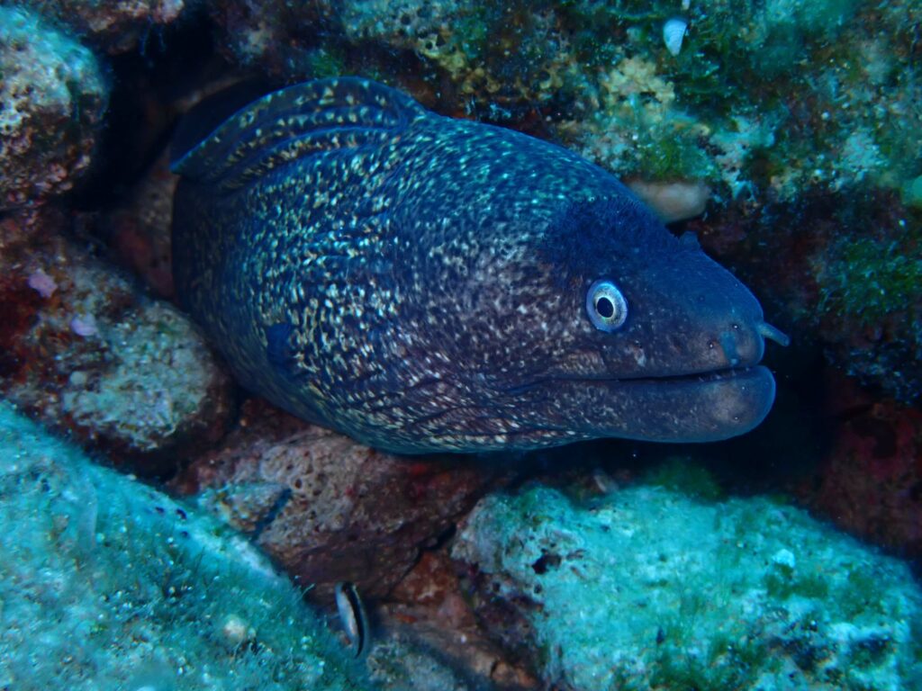 Moray Eel - 10+1 Most Common Marine Life Encounters in the Greek Seas - blog image