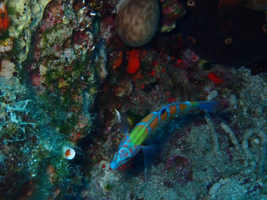 Rainbow Wrasse - 10+1 Most Common Marine Life Encounters in the Greek Seas - blog image