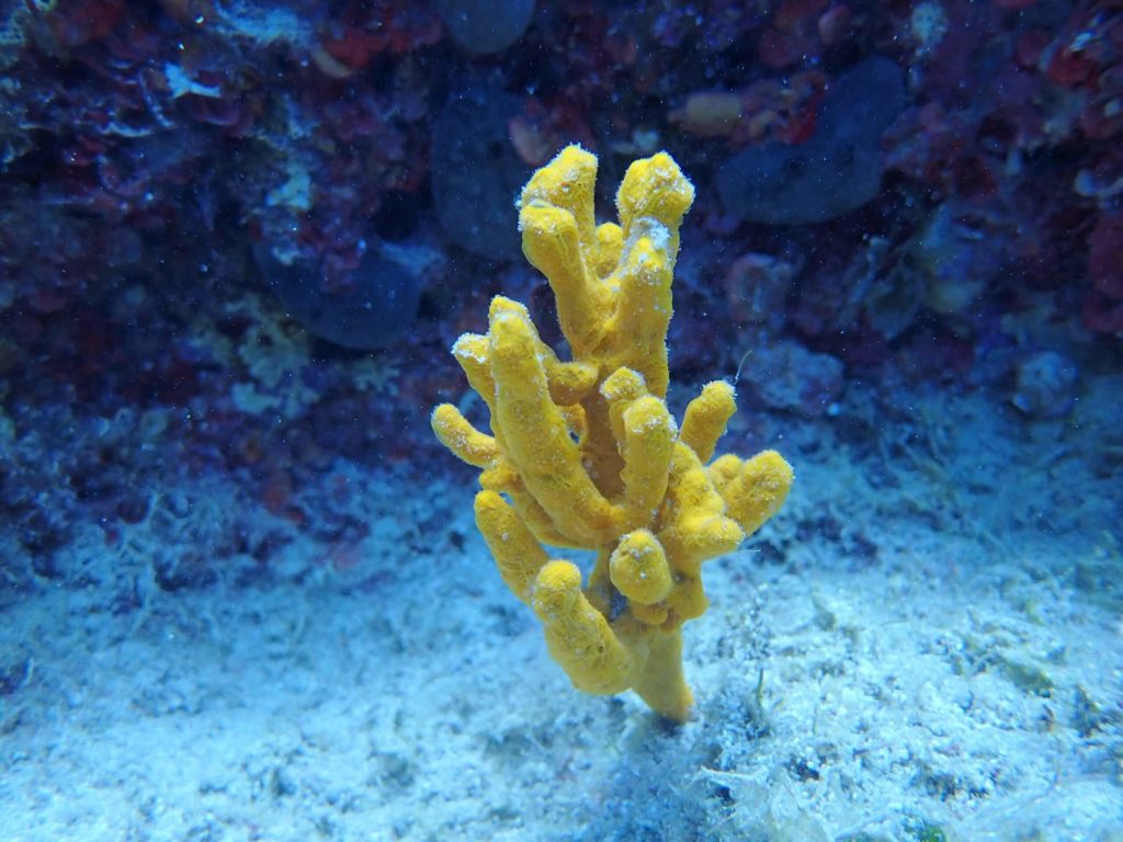 Yellow Sponge - 10+1 Most Common Marine Life Encounters in the Greek Seas